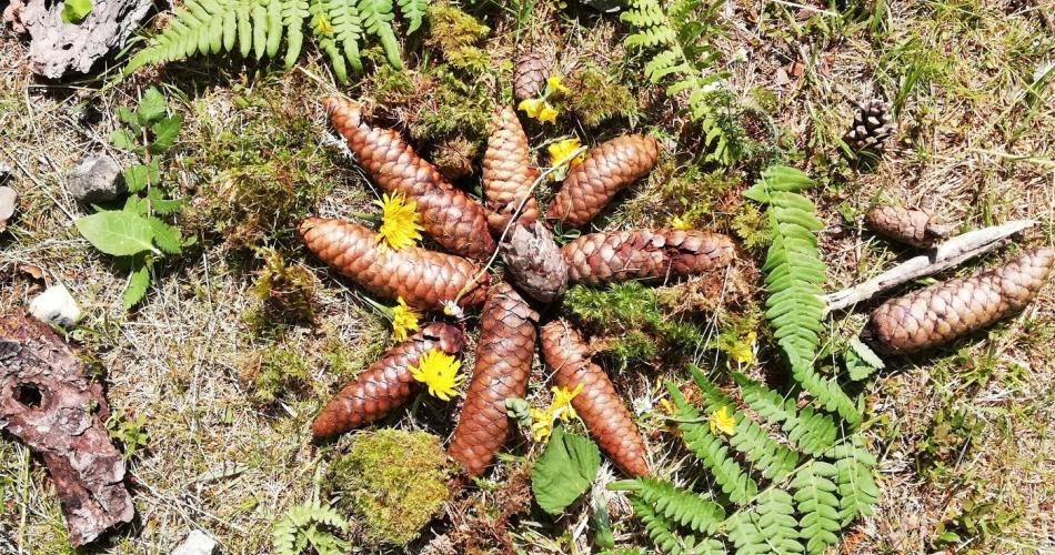 Bild zeigt ein Mandala aus Naturmaterialien